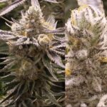 Crockett Family Farm's Banana Split, a sativa-dominant hybrid of Tangie and Banana Sherbet. With its exquisite terpene that boasts aroma of bananas, citrus, and an earthiness.