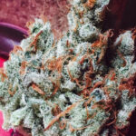 Pictured is a nug of Citrus sap, a combination of Crockett Family Farm's Tangie and Gorilla Glue #4