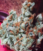 Pictured is a nug of Citrus sap, a combination of Crockett Family Farm's Tangie and Gorilla Glue #4