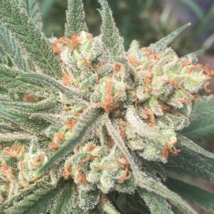 A picture of Crockett Family Farm's Cherry Springer, an indica-dominant hybrid born from the union of Cherry Pie and the strain known as The Juice.