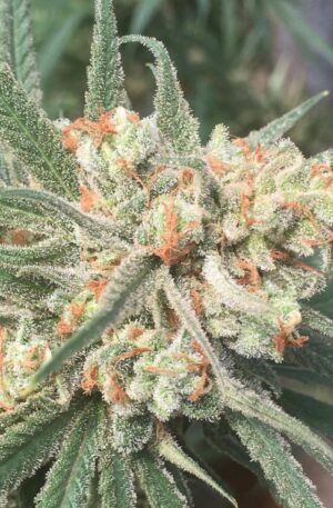 A picture of Crockett Family Farm's Cherry Springer, an indica-dominant hybrid born from the union of Cherry Pie and the strain known as The Juice.