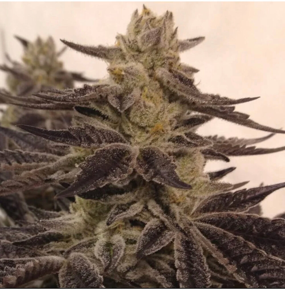 a picture of a TriDog phenotype from Crockett Family Farms - Captivating indica-dominant hybrid combining Triangle Kush and Sour Chem. Deep relaxation and euphoria. Explore the allure of TriDog!