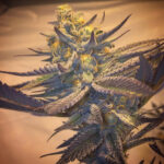 A plant of Crockett's Dawg, an exquisite indica-dominant hybrid of Guava Dawg and Crockett's Confidential. Aromas of tropical fruit, earthy and spicy undertones.