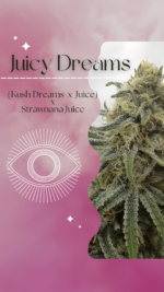 Juicy Dreams - Image 3
