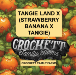 TANGIE LAND X (STRAWBERRY BANANA X TANGIE)