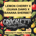 LEMON  CHERRY X (GUAVA DAWG X BANANA SHERBET)