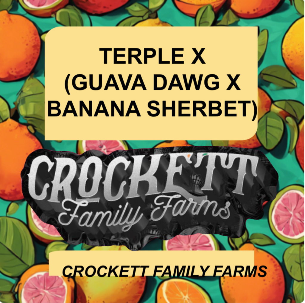 TERPLE X (GUAVA DAWG X BANANA SHERBET) - CROCKETT FAMILY FARMS