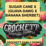 SUGAR CANE X (GUAVA DAWG X BANANA SHERBET)