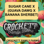 SUGAR CANE X (GUAVA DAWG X BANANA SHERBET)