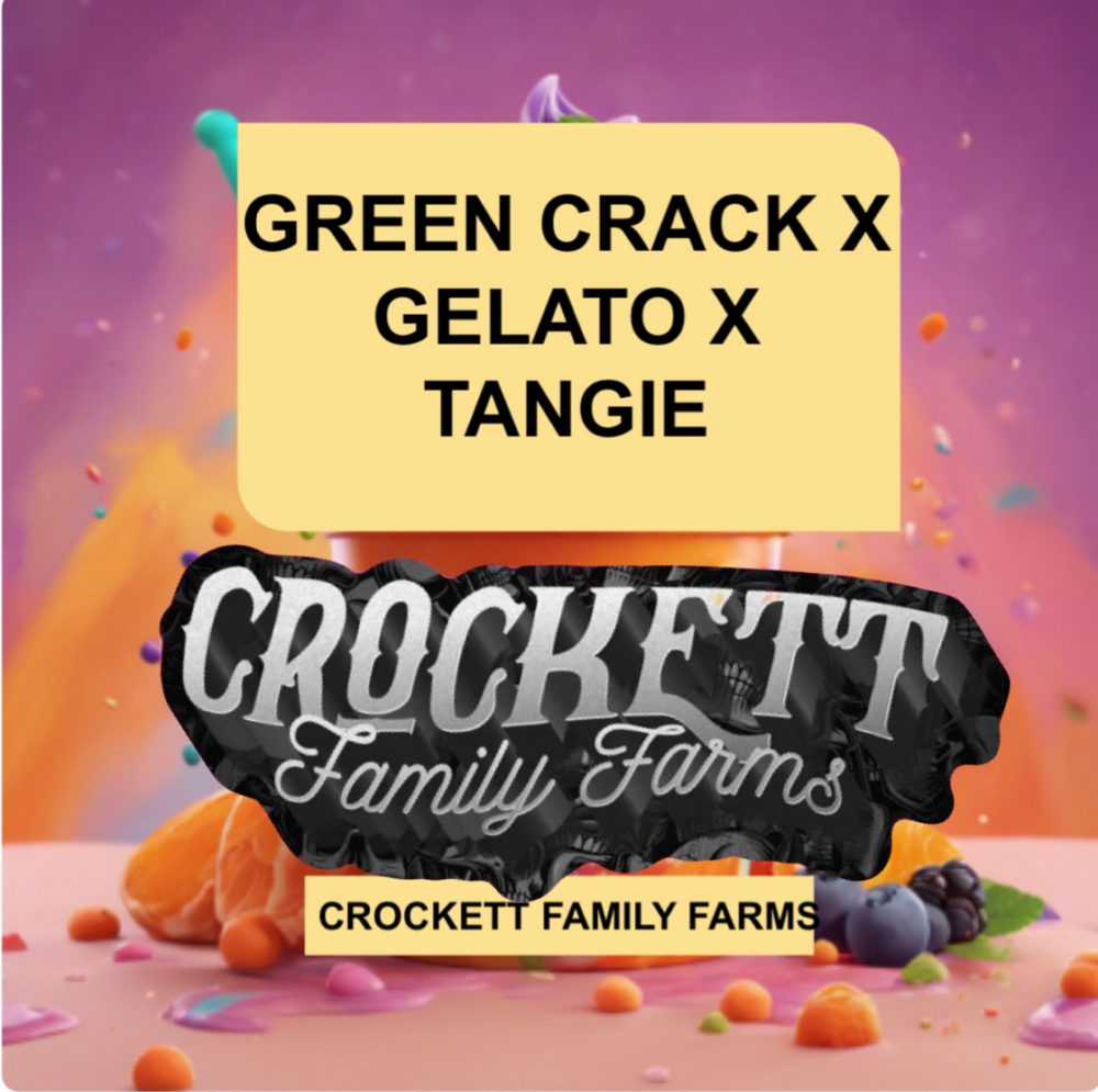 (GREEN CRACK X GELATO) X TANGIE