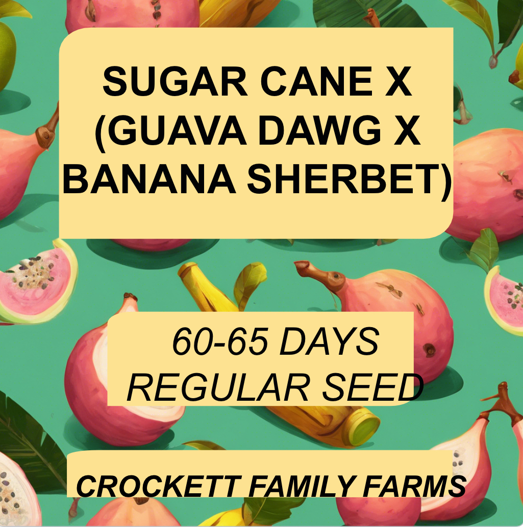 SUGAR CANE X (GUAVA DAWG X BANANA SHERBET) - CROCKETT FAMILY FARMS