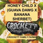 HONEY CHILD X (GUAVA DAWG X BANANA SHERBET)