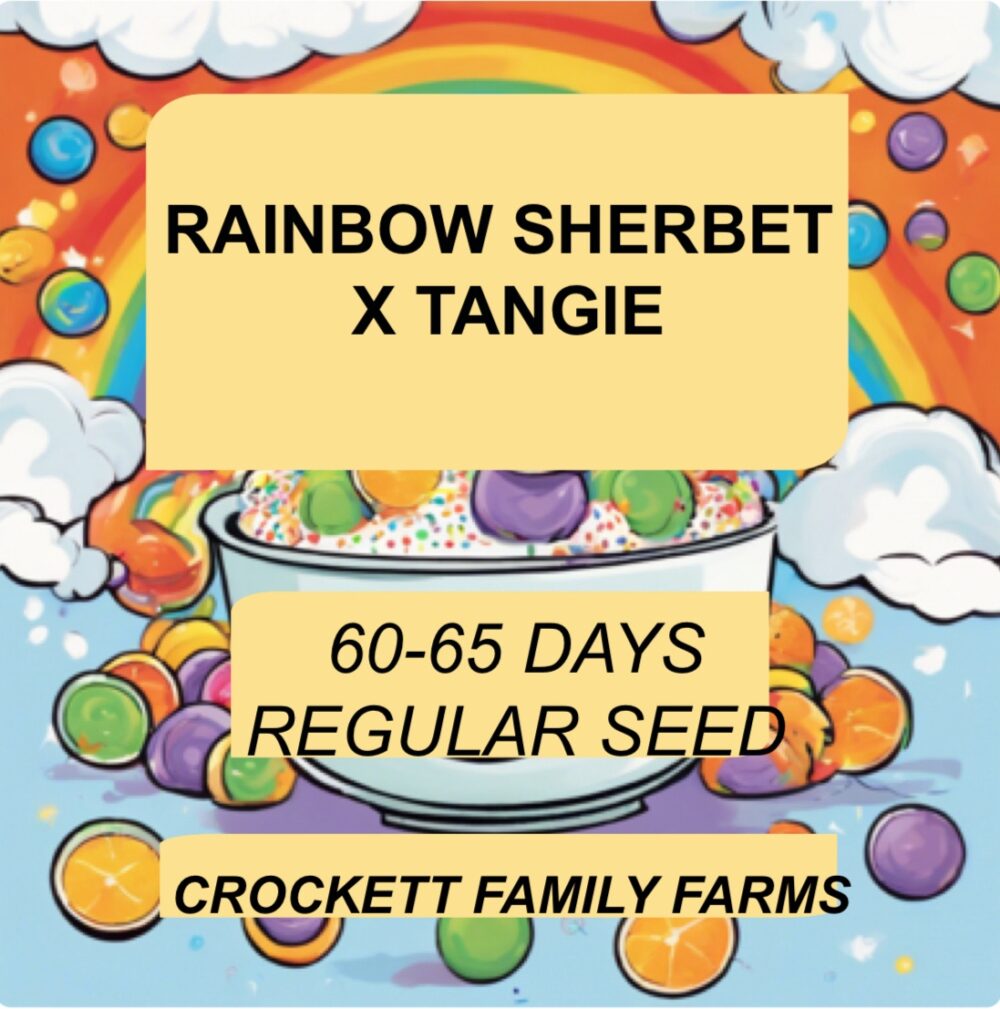 RAINBOW SHERBET X TANGIE