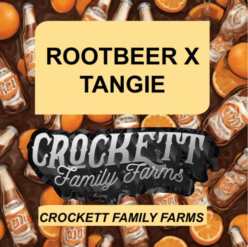 ROOTBEER X TANGIE