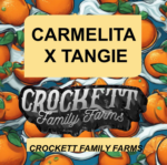 CARMELITA X TANGIE