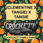 (CLEMENTINE X TANGIE) X TANGIE