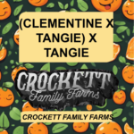 (CLEMENTINE X TANGIE) X TANGIE