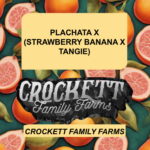 PLACHATA X (STRAWBERRY BANANA X TANGIE)