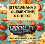 (STRAWNANA CLEMENTINE) X CHEESE