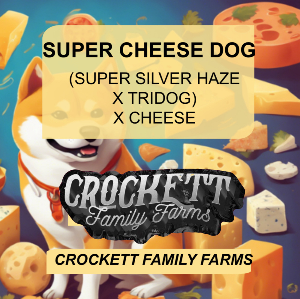 SUPER CHEESE DOG