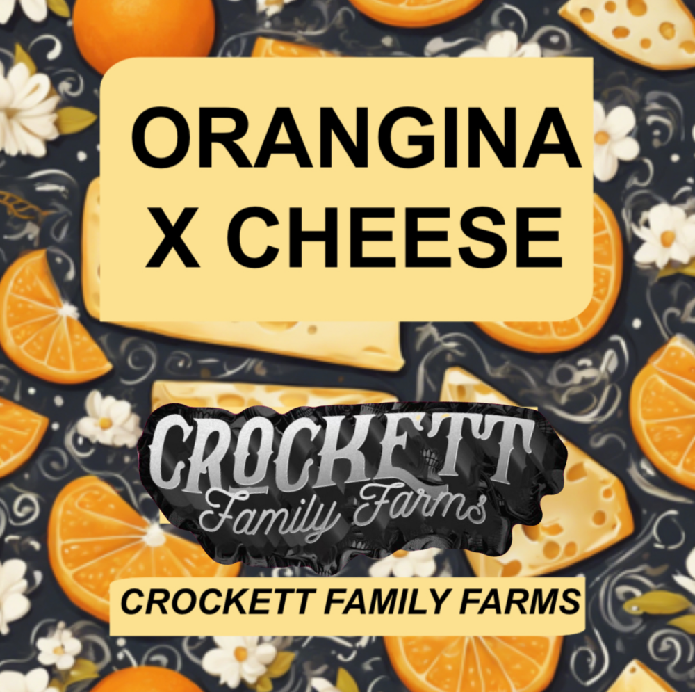 ORANGINA X CHEESE