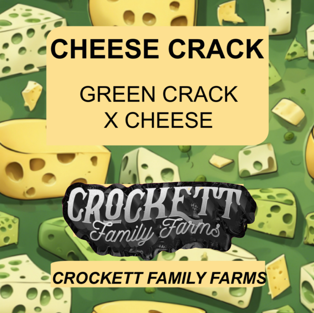 CHEESE CRACK