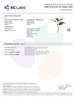King Louie CLONE - Image 2