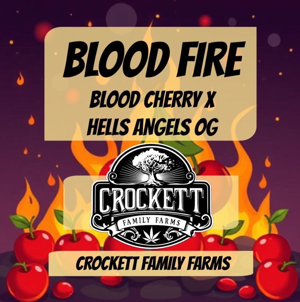 BLOOD FIRE