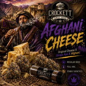 AFGHANI CHEESE