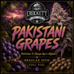 PAKISTANI GRAPES