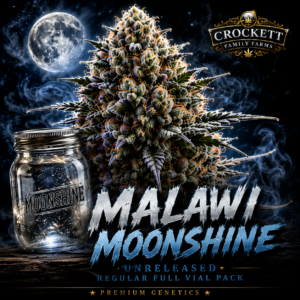 Malawi Moonshine